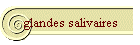 glandes salivaires