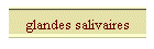 glandes salivaires