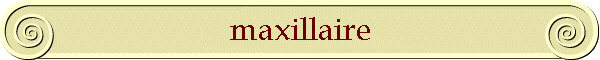 maxillaire