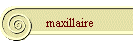 maxillaire