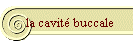 la cavit buccale